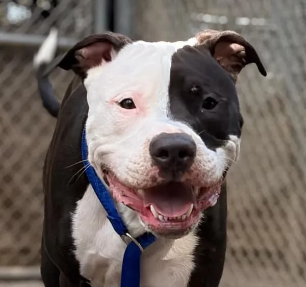 Tyson - photo 1