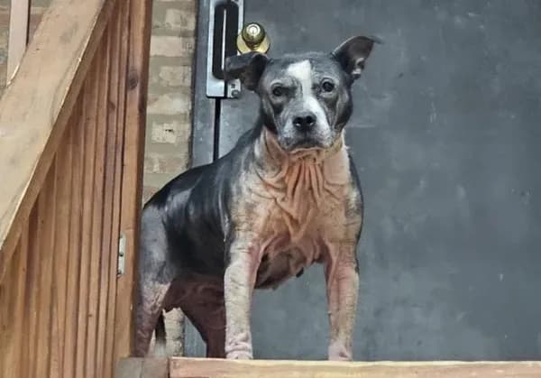 Chevy - Bully Breed