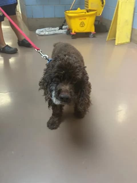 Peluchin - Cocker Spaniel