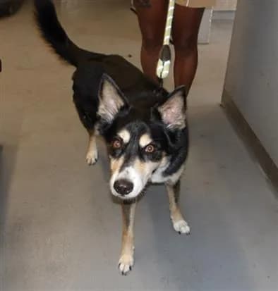 Major - Alaskan Husky mix