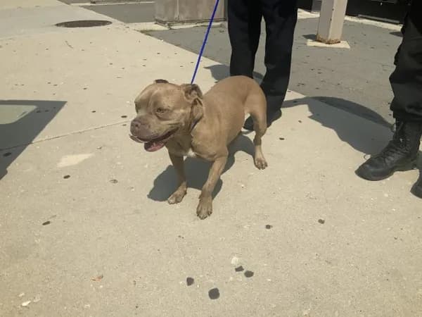 Junia - American Pit Bull Terrier