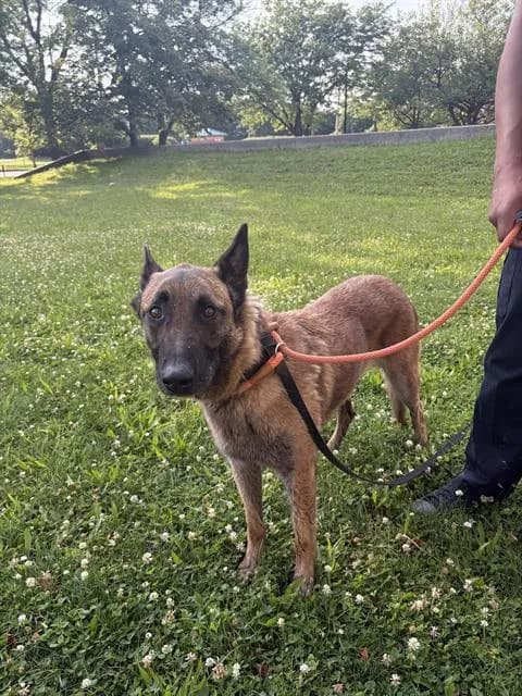 Rojo - German Shepherd Dog