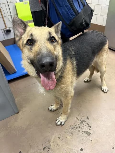 Oso - German Shepherd Dog