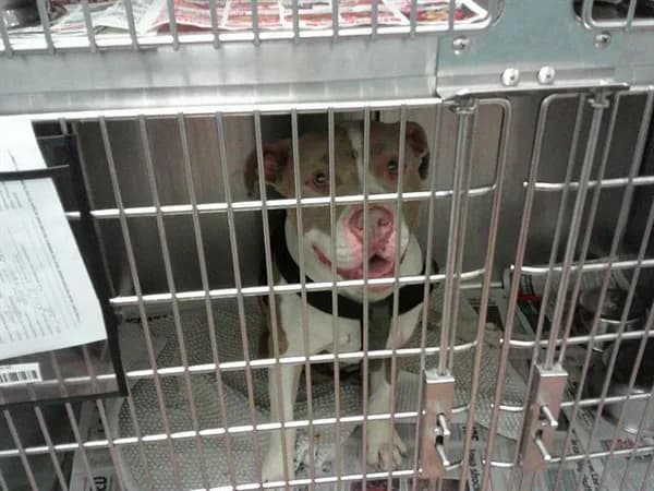 Rocky - American Pit Bull Terrier