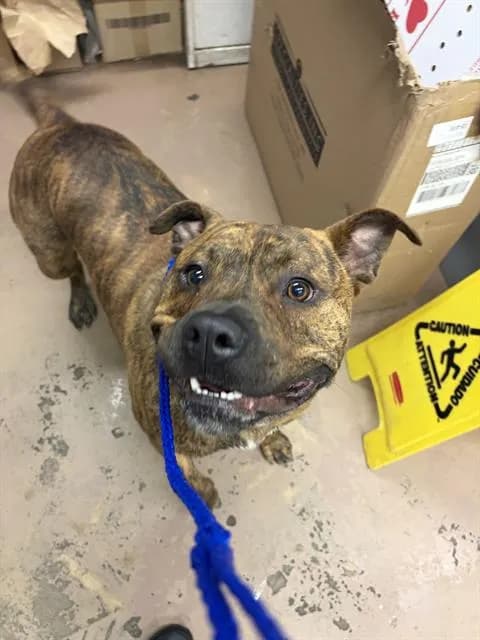 Rocky - American Pit Bull Terrier