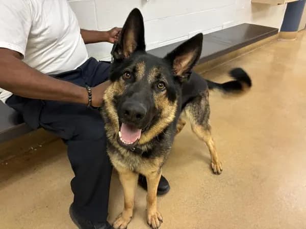 Rocky - German Shepherd Dog