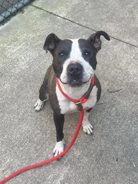 Precious - American Pit Bull Terrier