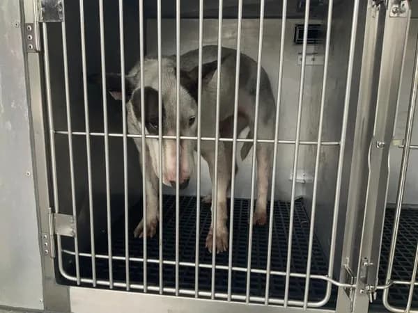 Harley - Bull Terrier