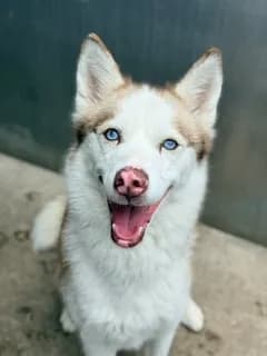 Estella - Siberian Husky