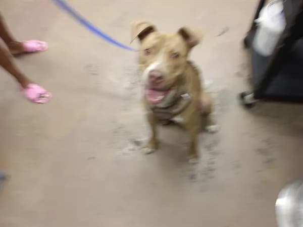 Yeehaw - American Pit Bull Terrier