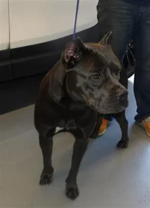 Iceland - Cane Corso