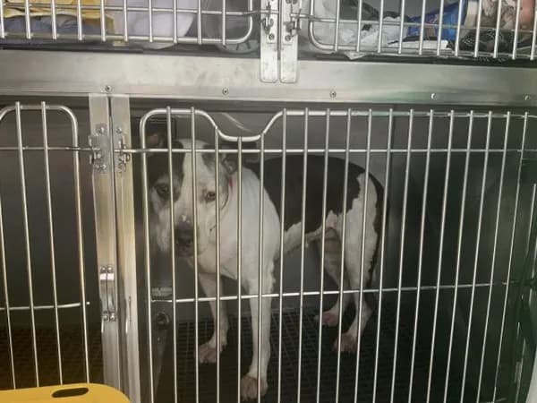 Zyla - photo 1