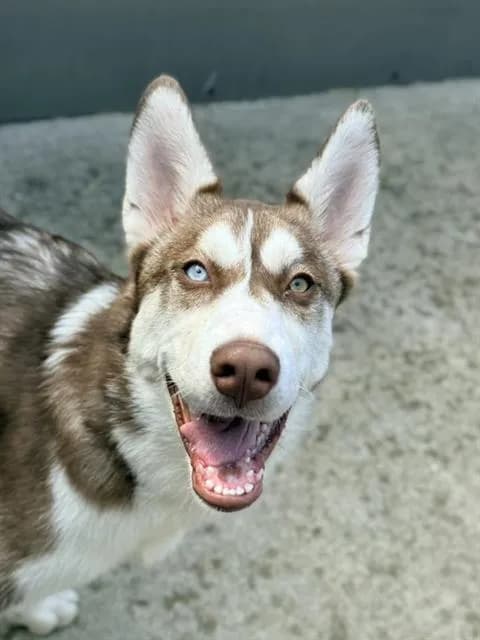 Sesame Stick - Siberian Husky
