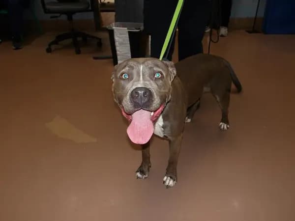 Bella - photo 1