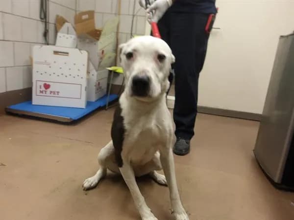 Unnamed - American Pit Bull Terrier