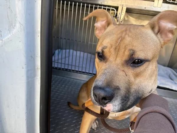 Unnamed - American Pit Bull Terrier