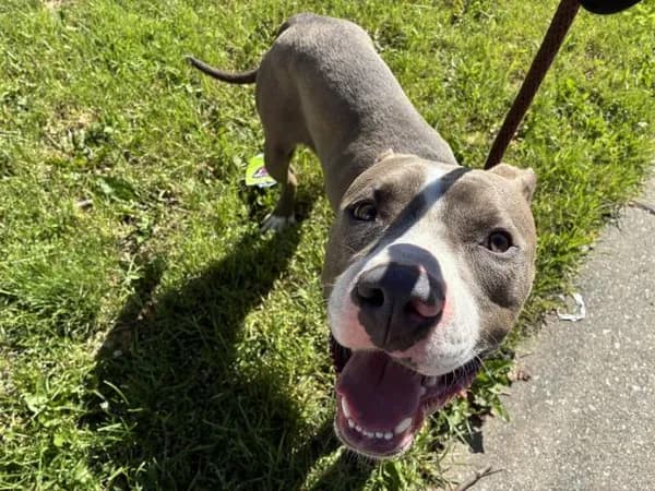 Unnamed - American Pit Bull Terrier