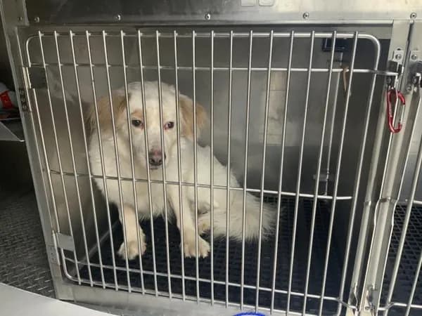 Unnamed - Australian Shepherd