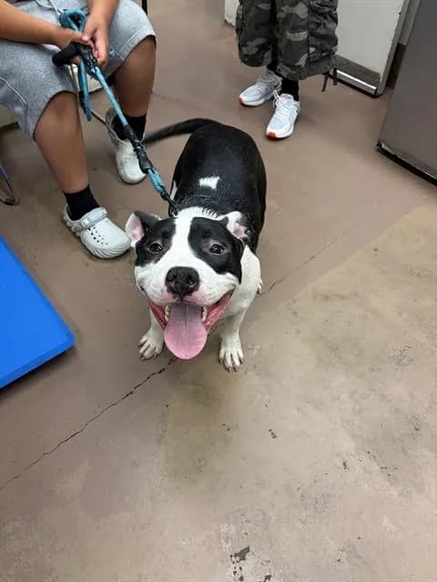 Roco - American Pit Bull Terrier