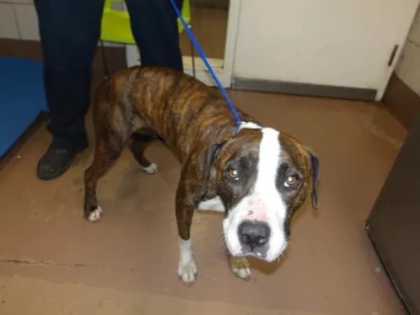 Unnamed - American Pit Bull Terrier