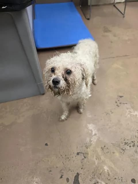 Unnamed - Poodle - Miniature