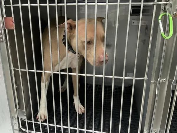 Unnamed - American Pit Bull Terrier