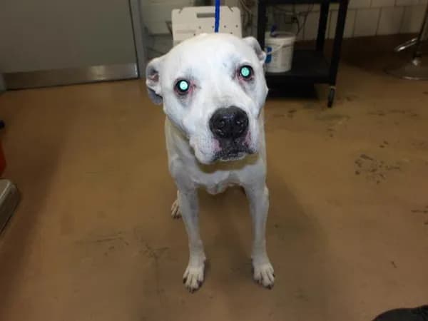 Unnamed - American Bulldog