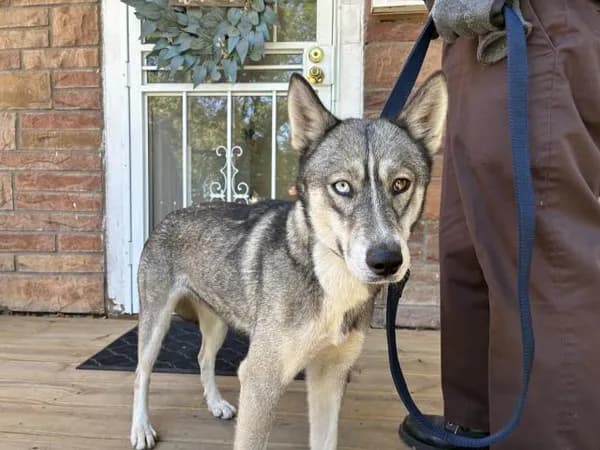 Unnamed - Siberian Husky
