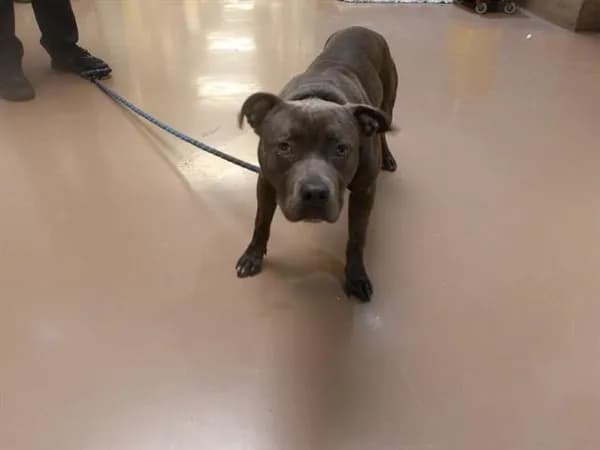Unnamed - American Pit Bull Terrier