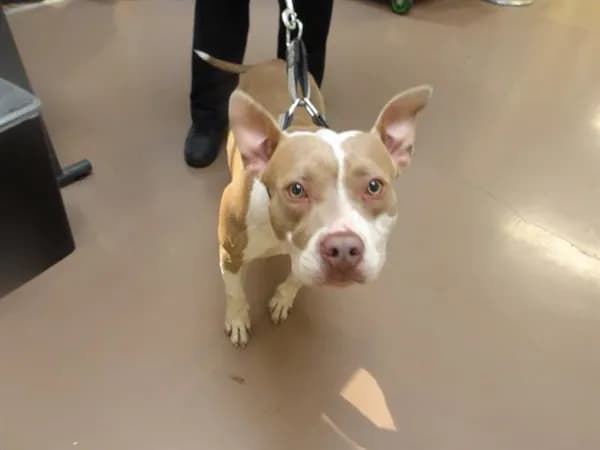 Unnamed - American Pit Bull Terrier