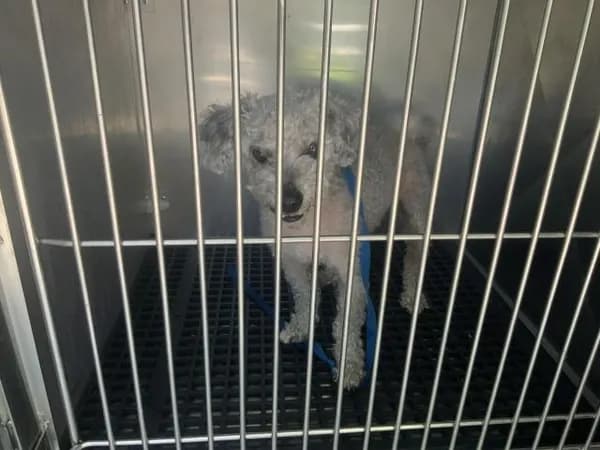 Unnamed - Poodle - Toy