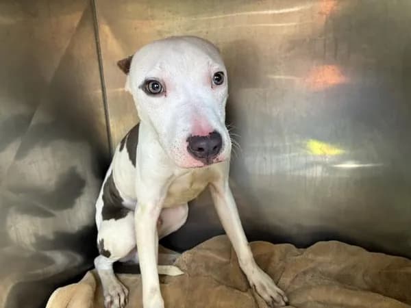 Unnamed - American Pit Bull Terrier