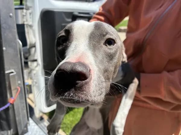 Unnamed - American Pit Bull Terrier