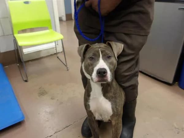 Unnamed - American Pit Bull Terrier