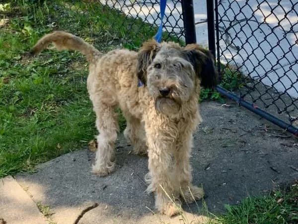 Unnamed - Welsh Terrier mix