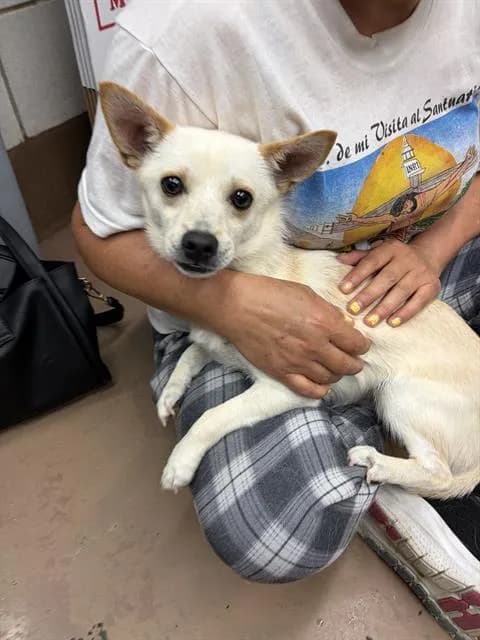 Unnamed - Chihuahua - Smooth Coated