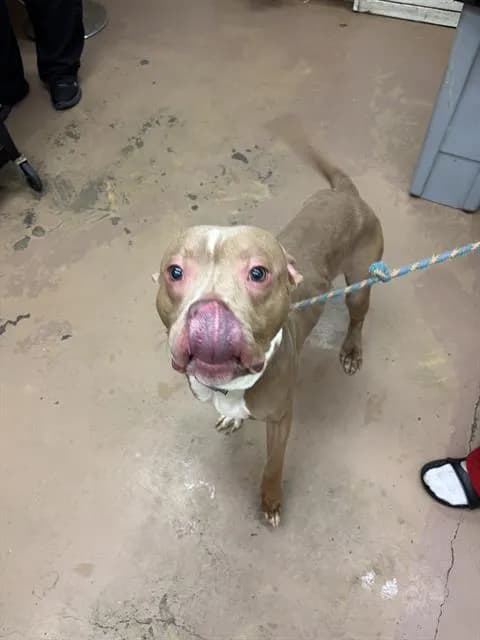 Unnamed - American Pit Bull Terrier