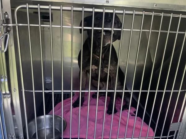 Unnamed - American Pit Bull Terrier
