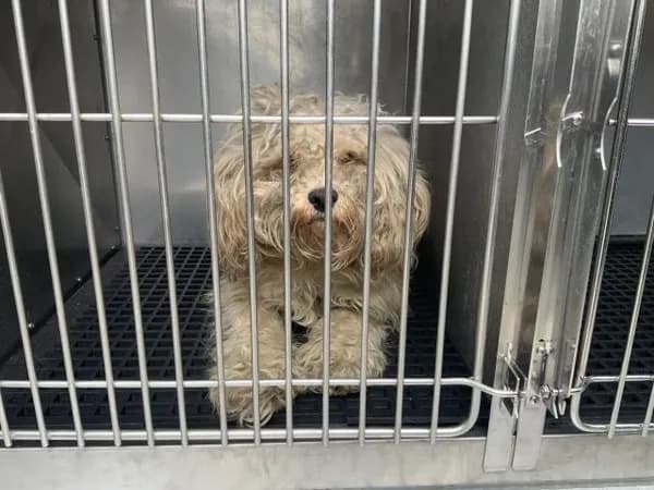 Unnamed - Poodle - Toy