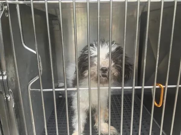 Unnamed - Shih Tzu