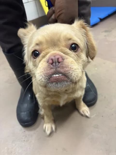 Unnamed - French Bulldog