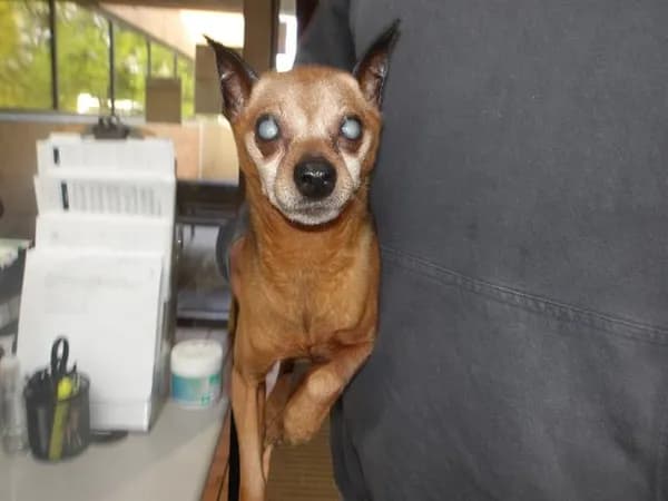 Unnamed - Miniature Pinscher