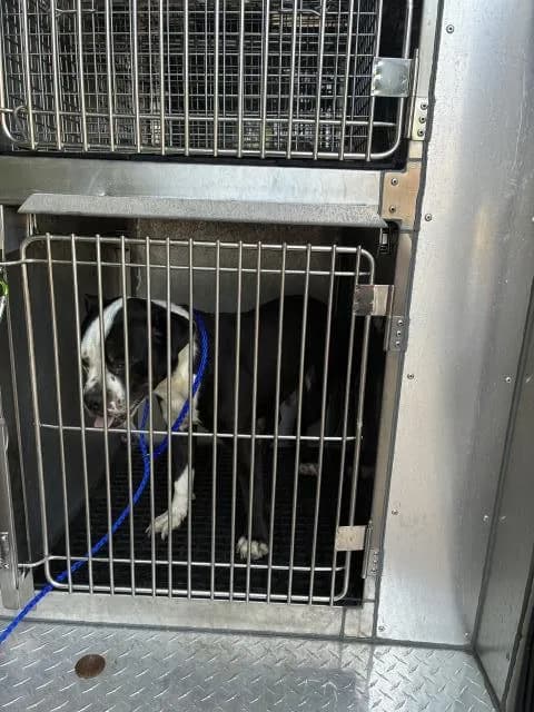 Unnamed - American Pit Bull Terrier
