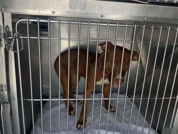 Unnamed - American Pit Bull Terrier