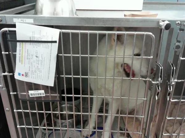 U - Alaskan Husky
