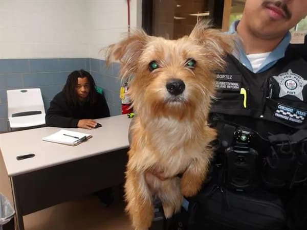 Unnamed - Yorkshire Terrier