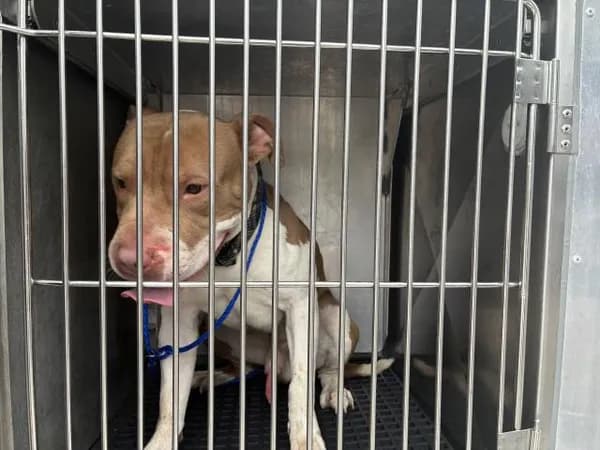 Louie - American Pit Bull Terrier