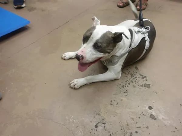 Unnamed - American Pit Bull Terrier