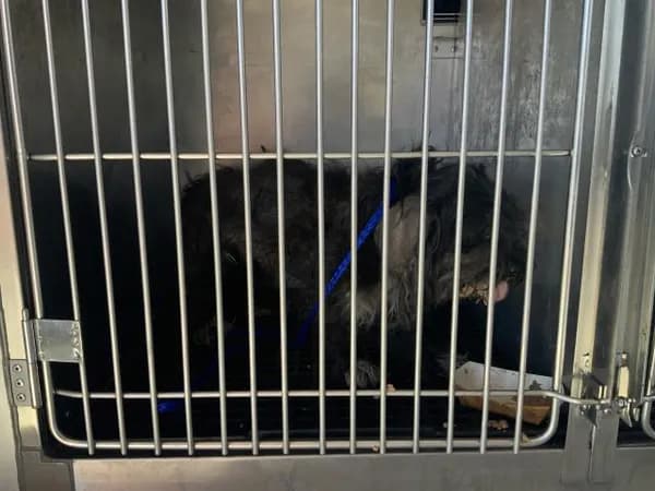 Unnamed - Shih Tzu