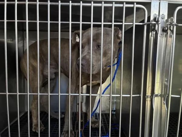 Unnamed - American Pit Bull Terrier